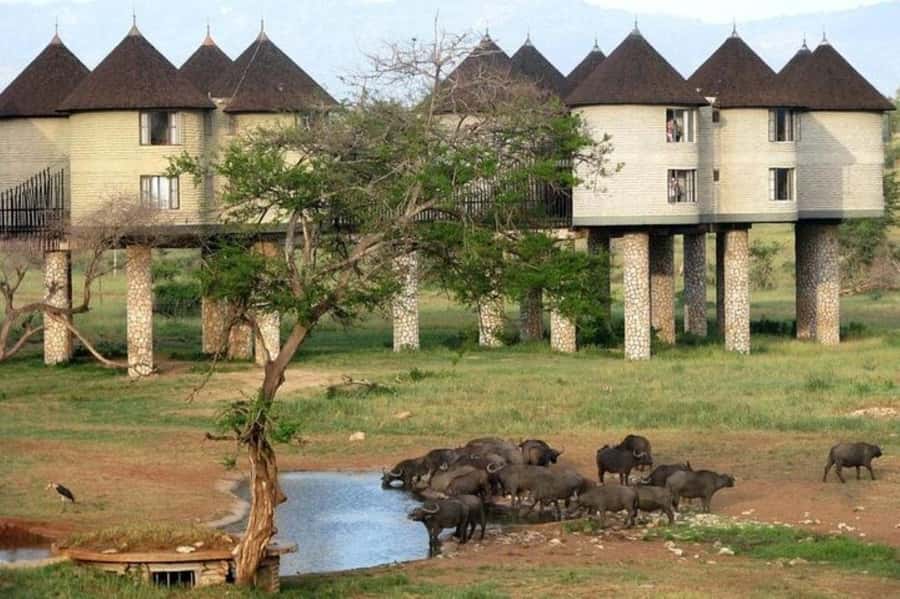 PRIVATE OVERNIGHT SALTLICK SAFARI FROM MOMBASA OR DIANI - Day 1 morning: early pickup and a road game drive to Taita Hills
