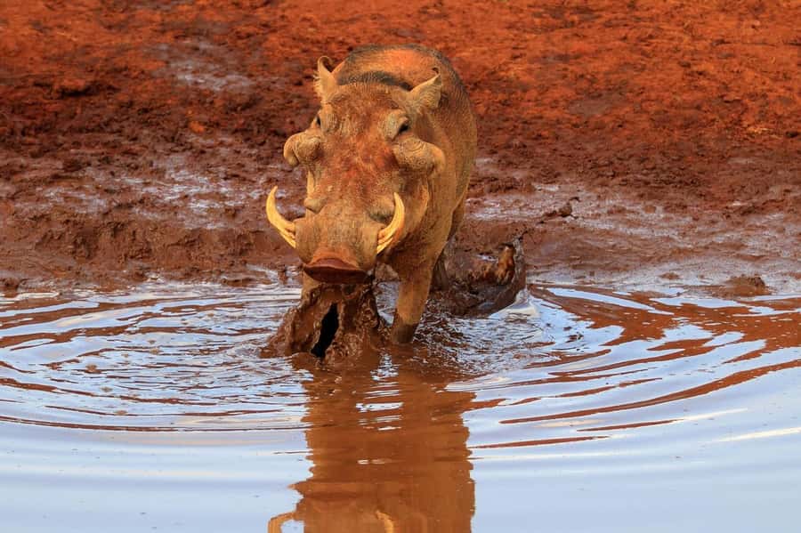 PRIVATE OVERNIGHT TSAVO EAST SAFARI FROM MOMBASA OR DIANI - Key highlights you should know