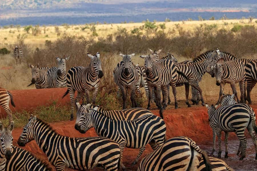 PRIVATE OVERNIGHT TSAVO EAST SAFARI FROM MOMBASA OR DIANI - Tsavo East is a big mammals safari, without the long commitment