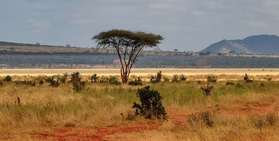 PRIVATE OVERNIGHT TSAVO EAST SAFARI FROM MOMBASA OR DIANI - Your first game drive at Tsavo East, plus the road-to-wildlife feeling