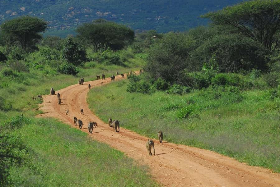 PRIVATE OVERNIGHT TSAVO EAST SAFARI FROM MOMBASA OR DIANI - Lodge lunch and the calm middle of the day