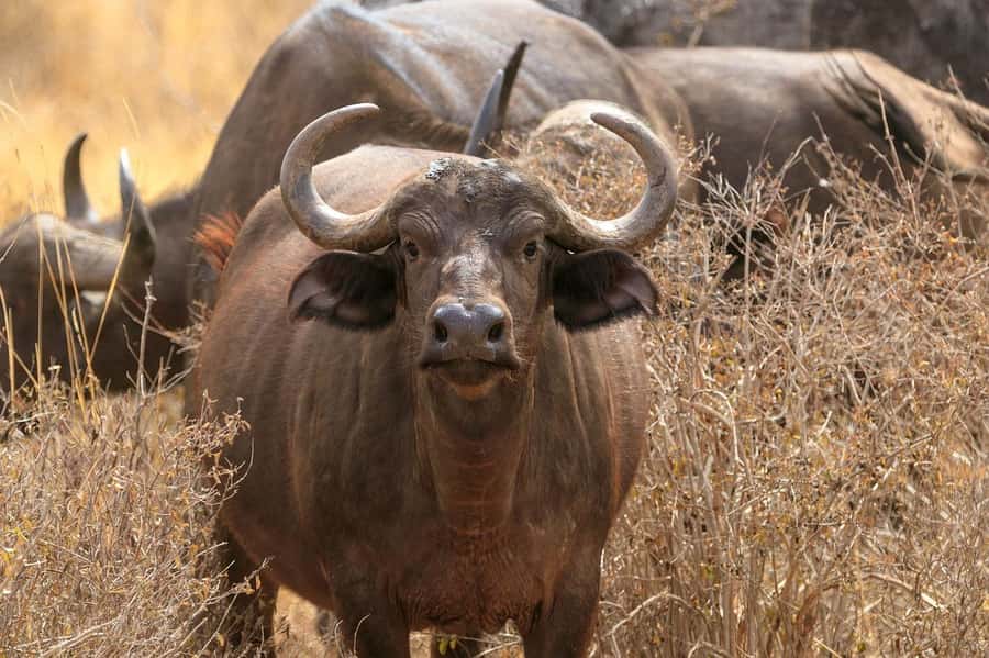 PRIVATE OVERNIGHT TSAVO EAST SAFARI FROM MOMBASA OR DIANI - Evening game drive to sundown: when Tsavo East feels alive