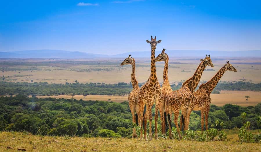 Private Safari Day-Tour in Amboseli National Park - Key points to know before you go