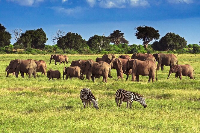 Private Tour of Tsavo East National Park from Mombasa - Key things to know before you go