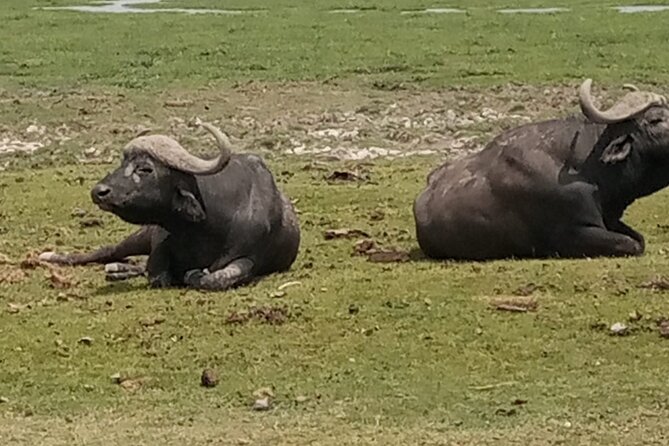 Private Tour of Tsavo East National Park from Mombasa - Loop-side swamp areas: where you should watch for changes, not just big animals