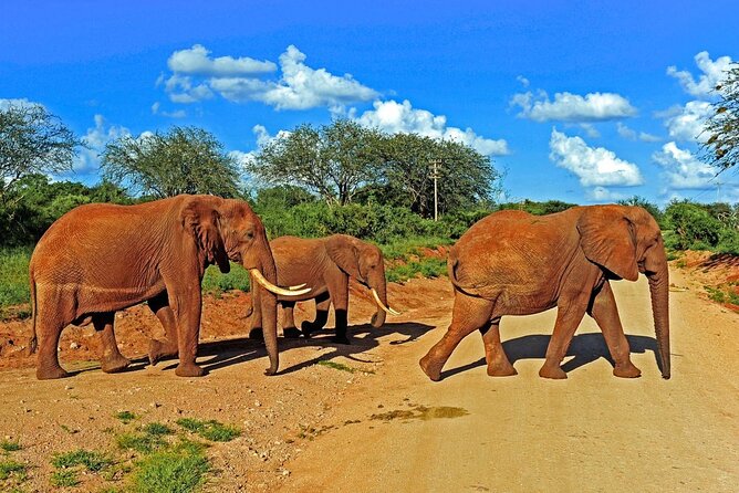 Private Tour of Tsavo East National Park from Mombasa - Pipeline area water holes: the red mud elephant moment