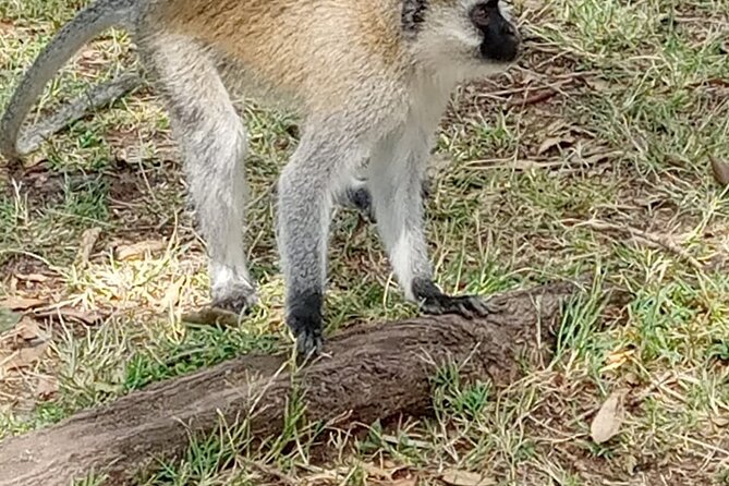 Private Tour of Tsavo East National Park from Mombasa - The big-cat chance: how to think about lion and leopard sightings