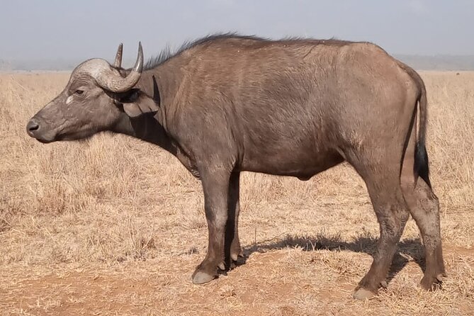 Private Tour of Tsavo East National Park from Mombasa - Price of $260 per person: where the value really comes from