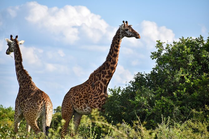 Private Tour Safari To Nairobi National Park - Key highlights you will care about