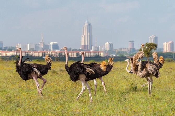 Private Tour Safari To Nairobi National Park - Inside the park: grass plains, endangered species, and Big-Five chances