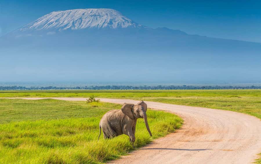 Private Tour to Amboseli National Park - From Nairobi before dawn to Amboseli sunrise