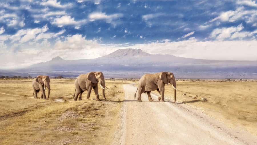Private Tour to Amboseli National Park - Oltukai Lodge lunch: optional, but a nice break