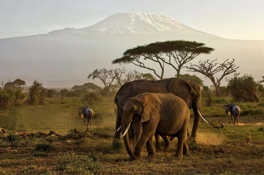 Private Tour to Amboseli National Park - The savanna drive: Maasai herding country and real road life