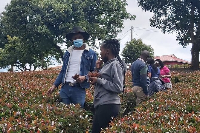 Purple Tea Farm Tour from Nairobi City - Specialty Tea Tasting - Key Things You’ll Appreciate on This Nairobi Purple Tea Farm Tour