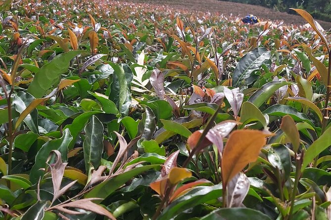 Purple Tea Farm Tour from Nairobi City - Specialty Tea Tasting - Welcome at the Farm: What You Learn Before You Pick