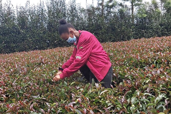 Purple Tea Farm Tour from Nairobi City - Specialty Tea Tasting - How Traditional Orthodox Processing Changes the Flavor in Your Cup
