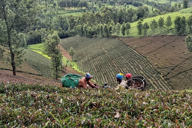 Purple Tea Farm Tour from Nairobi City - Specialty Tea Tasting - The Nature Walk to a Waterfall, Plus That Optional Dip Detail