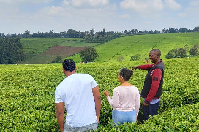 Riara tea farm tour with lunch and tea tasting from Nairobi - Key highlights to look for