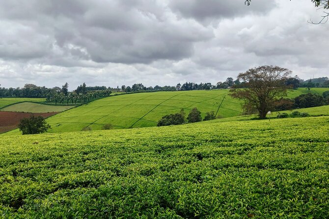 Riara tea farm tour with lunch and tea tasting from Nairobi - Enter Limuru and Meet the Riara Tea Farm Manager