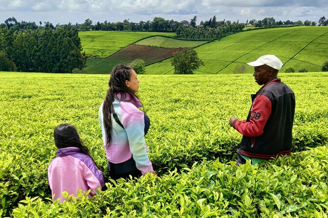 Riara tea farm tour with lunch and tea tasting from Nairobi - What You Learn on the Tea Farm Tour (Not Just How It Looks)