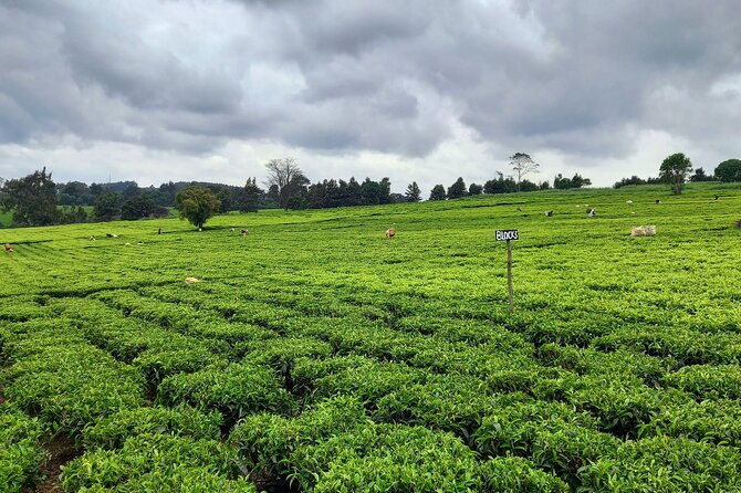 Riara tea farm tour with lunch and tea tasting from Nairobi - Price and Value: Is $150 a Fair Deal?