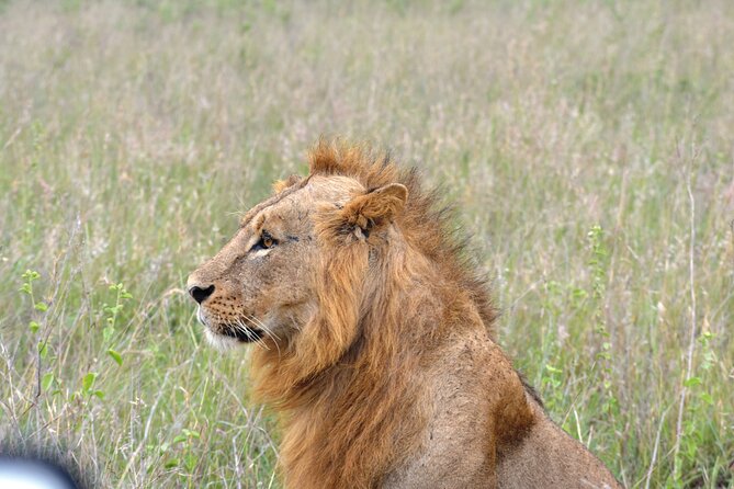 Safari In Nairobi Kenya National Park Half day Tour - Why a half-day safari in Nairobi National Park actually makes sense