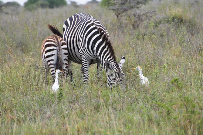 Safari In Nairobi Kenya National Park Half day Tour - Guides who help you see, not just drive
