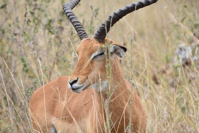 Safari In Nairobi Kenya National Park Half day Tour - Timing tips: go early and speed up your entrance