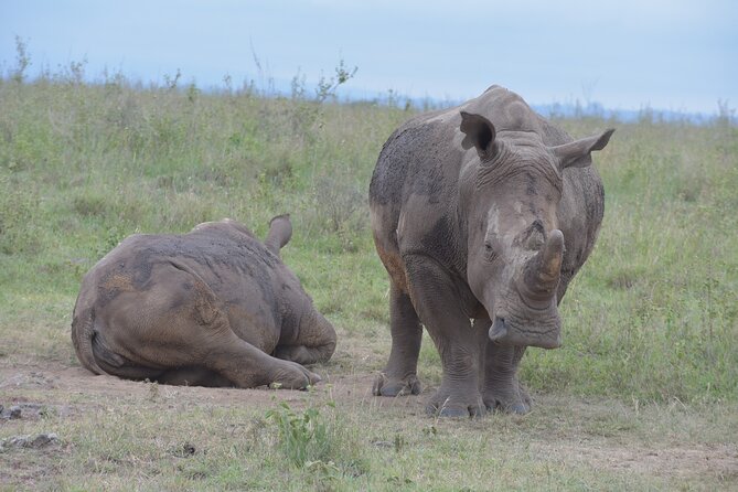 Safari In Nairobi Kenya National Park Half day Tour - The park in real life: more than a quick zoo-style stop