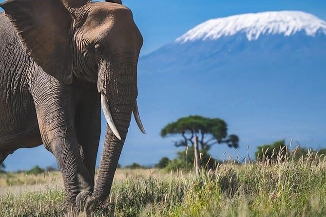 Safari in Tsavo and Amboseli for 5 Days and 4 Nights - Tsavo to Amboseli: why this route works for a first-time (and repeat) Kenya safari