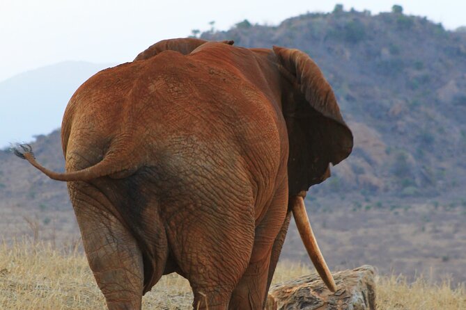 Safari in Tsavo and Amboseli for 5 Days and 4 Nights - Day 4: Giraffe Centre and the day’s style before the final Amboseli morning