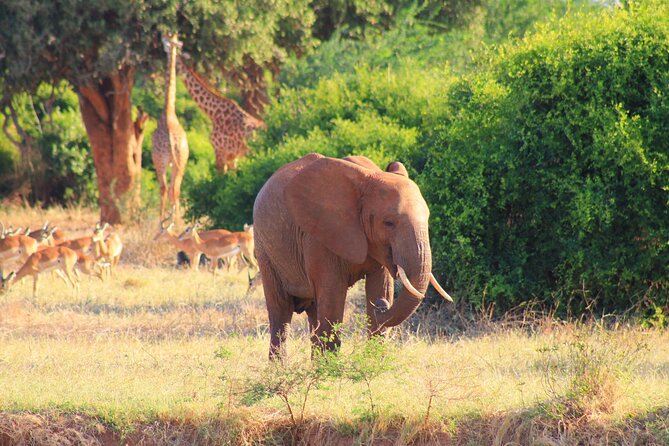 Safari in Tsavo and Amboseli for 5 Days and 4 Nights - Day 2: Tsavo East to Tsavo West with packed lunch and full game time