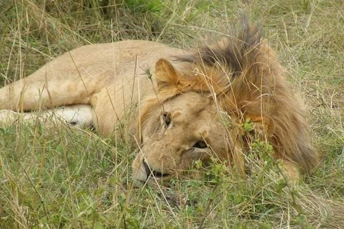 Safari Kenya with Patrick - Day 2: the Tsavo return, then a short Maasai Mara highlight