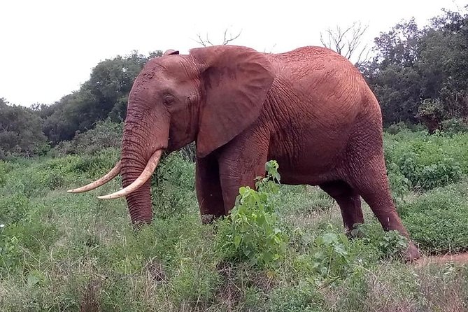 Safari Kenya with Patrick - Price and value: what $418.12 covers, and what it doesn’t