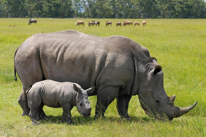 Safari Tour; Nairobi National Park - Safari in Nairobi National Park, Right Where the City Ends