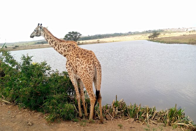 Safari Tour; Nairobi National Park - Guides Make This Trip: Joseph, Edwin, David, Lawrence, William