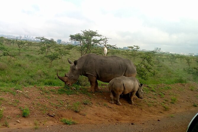 Safari Tour; Nairobi National Park - Park Entrance Fee: The Number You Must Add Before You Go
