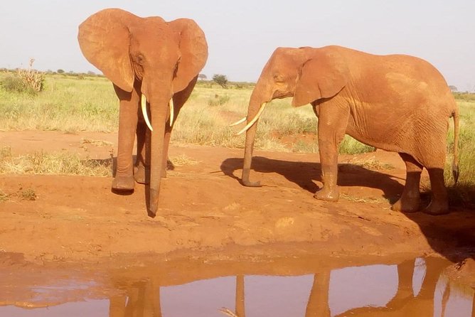 Safari-Tsavo east national park -2 days 1 night - Key things to know