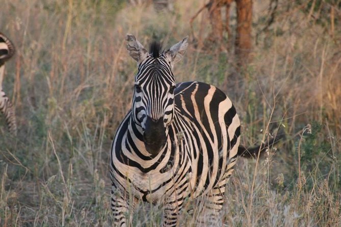 Safari-Tsavo east national park -2 days 1 night - Day 2: early breakfast, 3 hours inside, then drive back to Watamu