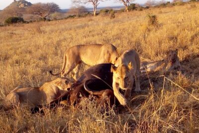 Safari-Tsavo east national park -2 days 1 night
