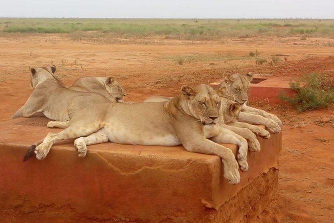 Safari-Tsavo east national park -2 days 1 night - Your jeep time and photo strategy in a 4x4 safari setup