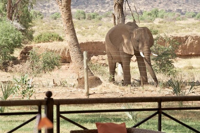 Samburu/ Aberdare/ Lake Nakuru/ Masai Mara 7 Days Safari - Masai Mara: The Big Five Country With Two Full Game-Viewing Blocks