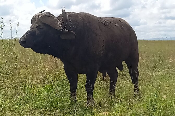 Shared Nairobi National Park Safari Tour - What You’re Looking For: Lions, Rhinos, Giraffes, and More