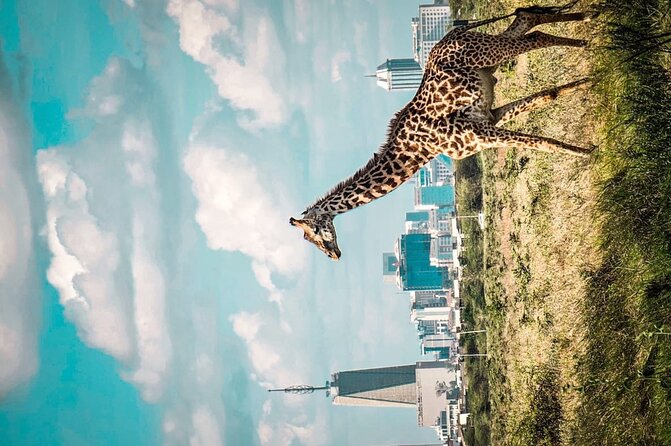 Shared Nairobi National Park Safari Tour - The “City-Edge” Wildlife Feeling You Can Expect