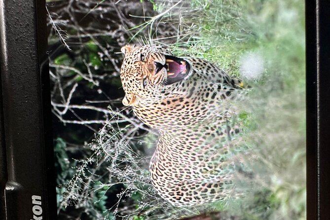 Shared Nairobi National Park Safari Tour - Price and Value: What $80 Covers, What You Pay On Top
