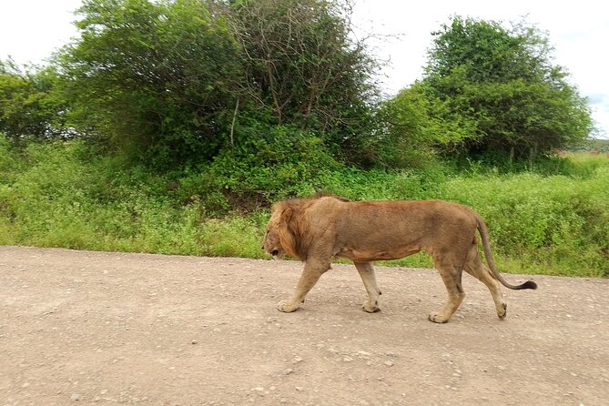 Shared Nairobi National Park Safari Tour - The Group Format: Shared Safari, Not a Zoo Line