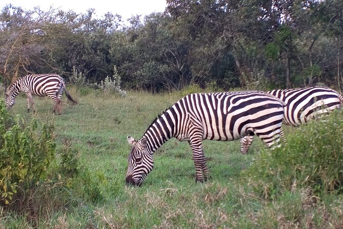 Shared Nairobi National Park Safari Tour - The Start: Pickup, Timing, and Your Ride Setup