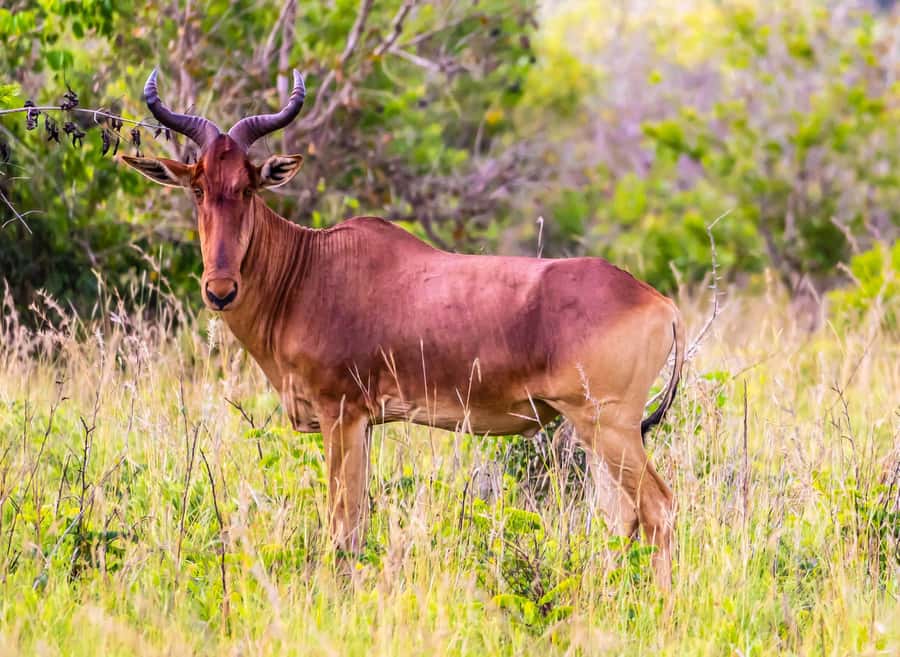 Shimba Hills Day Safari & Sheldrick Falls Hike Private Tour - Who should book this Shimba Hills and Sheldrick Falls tour