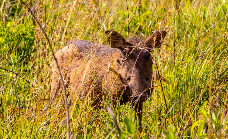 Shimba Hills Day Safari & Sheldrick Falls Hike Private Tour - FAQ