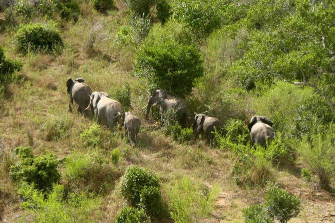 Shimba Hills Excursion - Is this safari day trip best for kids, families, or serious wildlife fans?